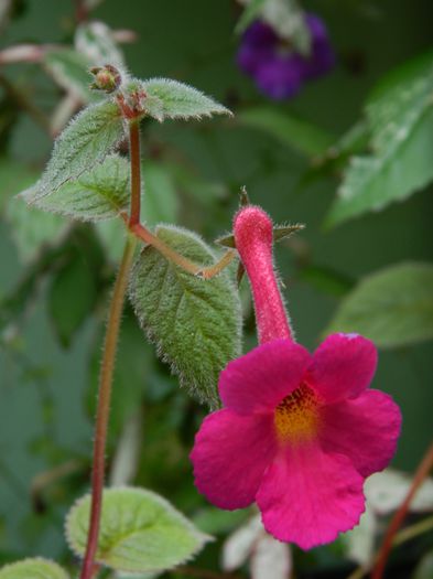 DSCN6467 - 2015_ACHIMENESI