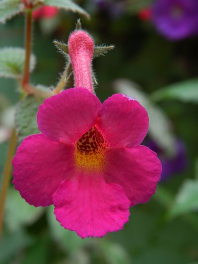 DSCN6468 - 2015_ACHIMENESI