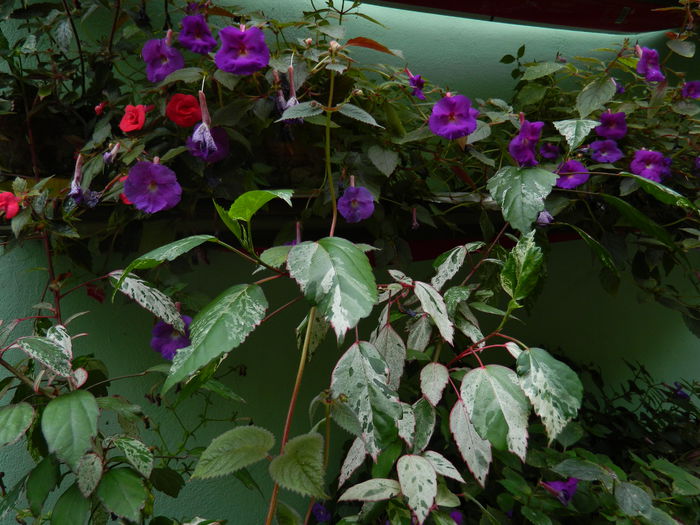 DSCN6469 - 2015_ACHIMENESI