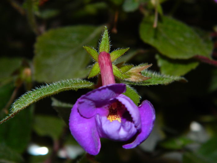 DSCN6471 - 2015_ACHIMENESI