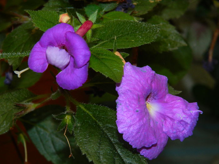 DSCN6492 - 2015_ACHIMENESI