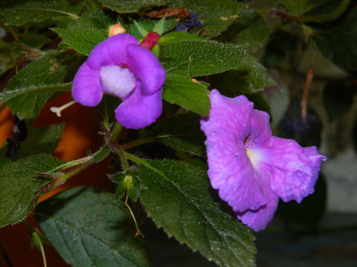 DSCN6493 - 2015_ACHIMENESI