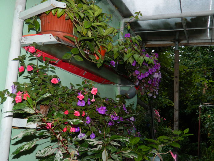 DSCN6524 - 2015_ACHIMENESI