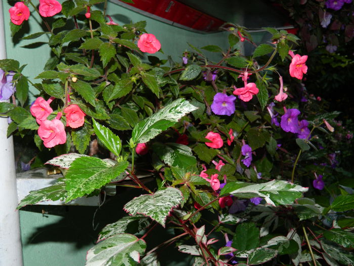 DSCN6525 - 2015_ACHIMENESI