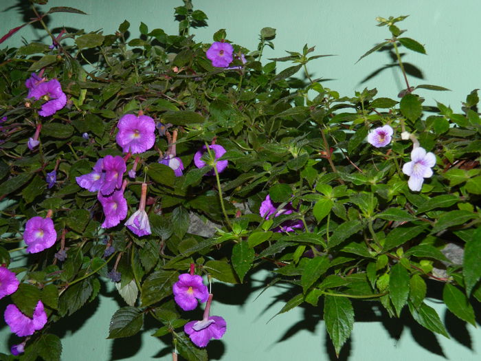 DSCN6527 - 2015_ACHIMENESI