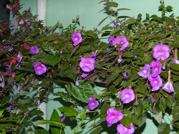 DSCN6528 - 2015_ACHIMENESI