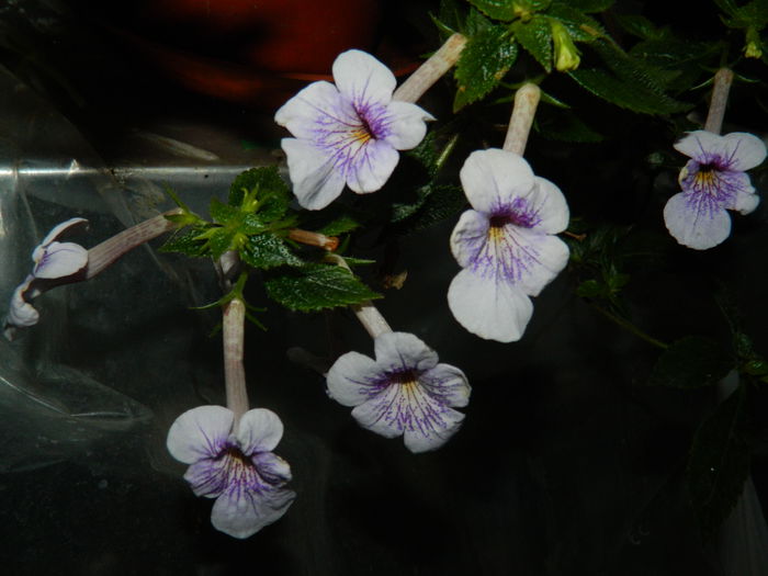 DSCN6581 - 2015_ACHIMENESI