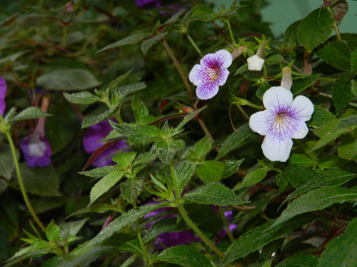 DSCN6684 - 2015_ACHIMENESI