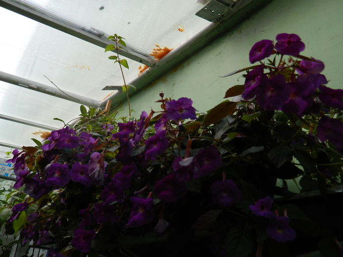 DSCN6685 - 2015_ACHIMENESI