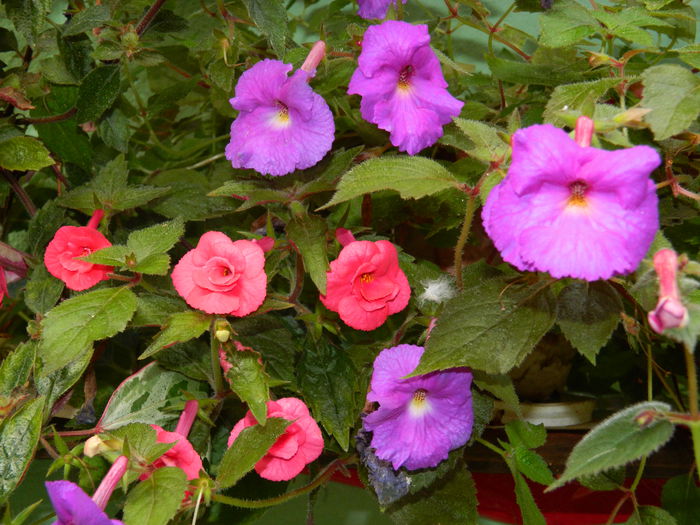 DSCN6687 - 2015_ACHIMENESI