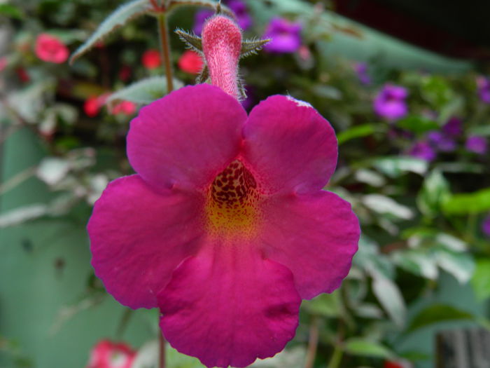 DSCN6689 - 2015_ACHIMENESI