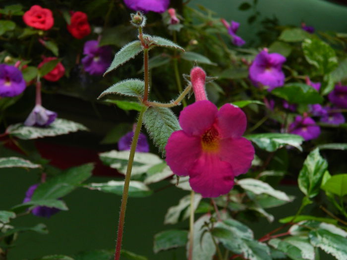 DSCN6691 - 2015_ACHIMENESI