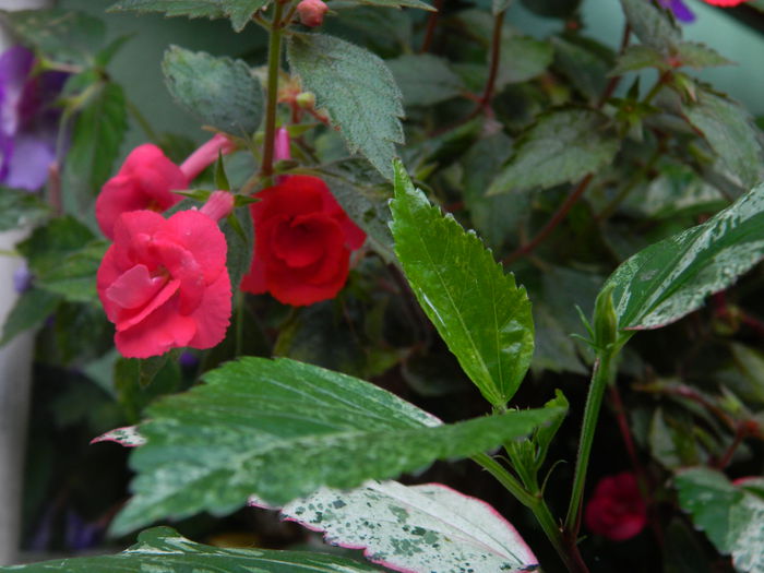 DSCN6692 - 2015_ACHIMENESI