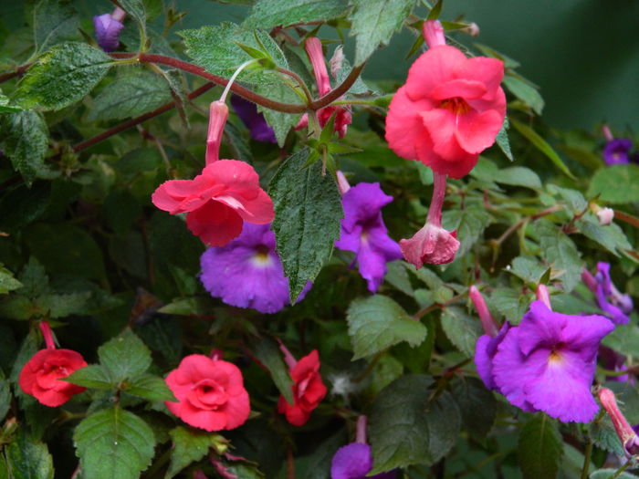 DSCN6693 - 2015_ACHIMENESI