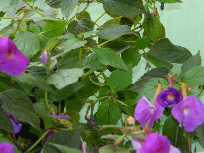 DSCN6746 - 2015_ACHIMENESI