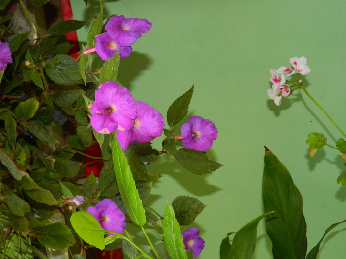 DSCN7118 - 2015_ACHIMENESI