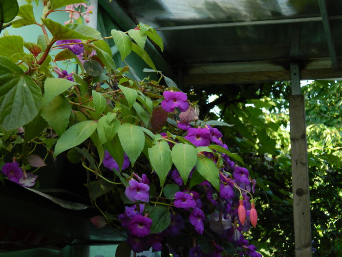 DSCN7137 - 2015_ACHIMENESI