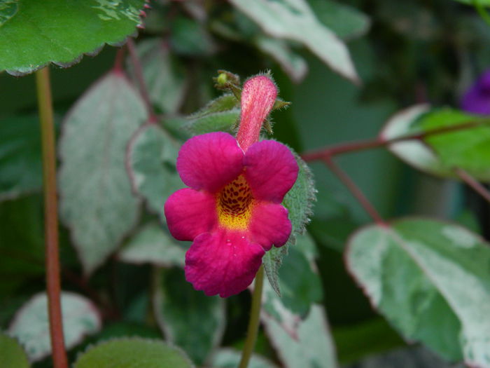 DSCN7139 - 2015_ACHIMENESI