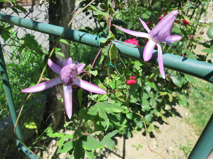 IMG_2708 - Passiflora Purple Haze 2015