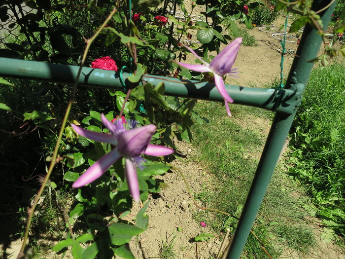 IMG_2709 - Passiflora Purple Haze 2015