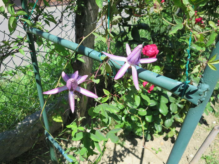 IMG_2710 - Passiflora Purple Haze 2015