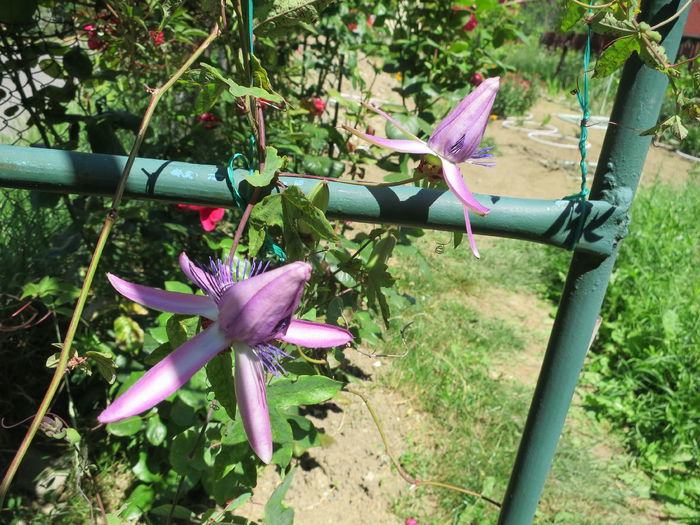 IMG_2712 - Passiflora Purple Haze 2015