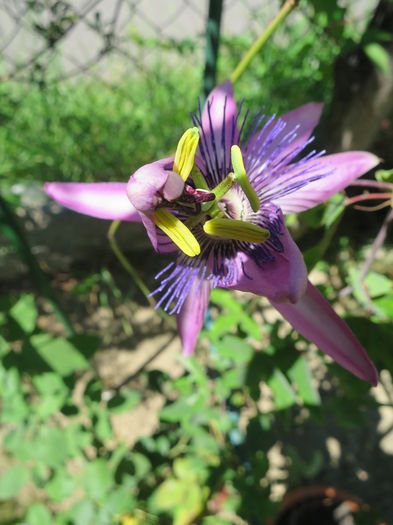 IMG_2716 - Passiflora Purple Haze 2015