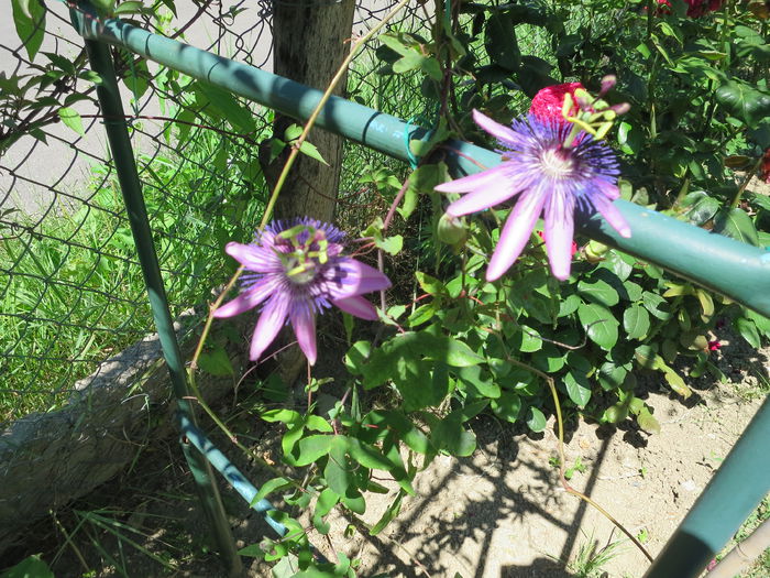 IMG_2720 - Passiflora Purple Haze 2015