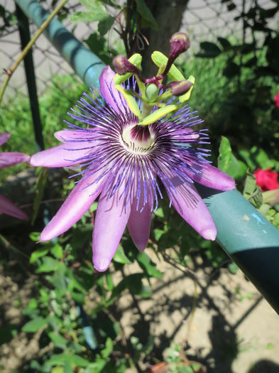 IMG_2721 - Passiflora Purple Haze 2015