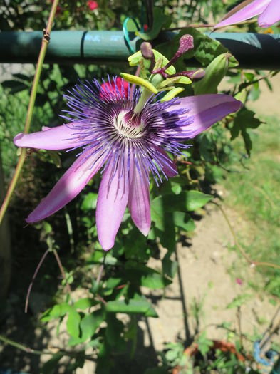IMG_2722 - Passiflora Purple Haze 2015