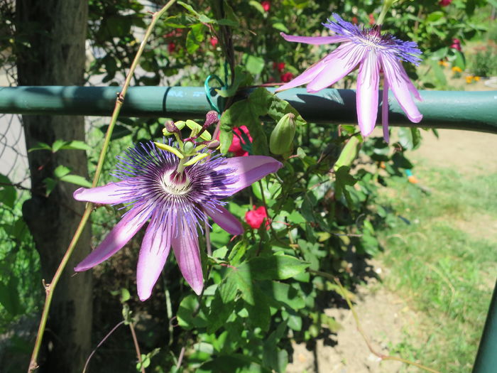 IMG_2723 - Passiflora Purple Haze 2015