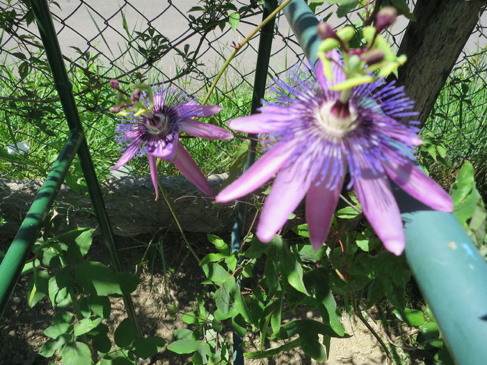 IMG_2725 - Passiflora Purple Haze 2015