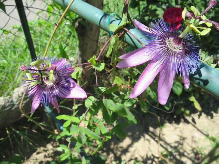 IMG_2730 - Passiflora Purple Haze 2015