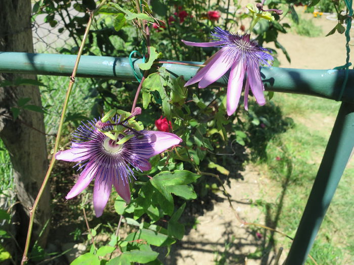 IMG_2731 - Passiflora Purple Haze 2015