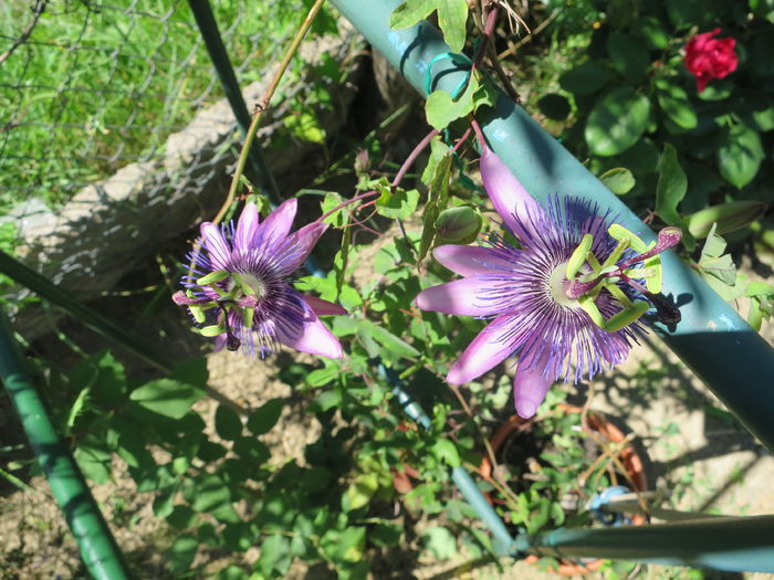 IMG_2732 - Passiflora Purple Haze 2015