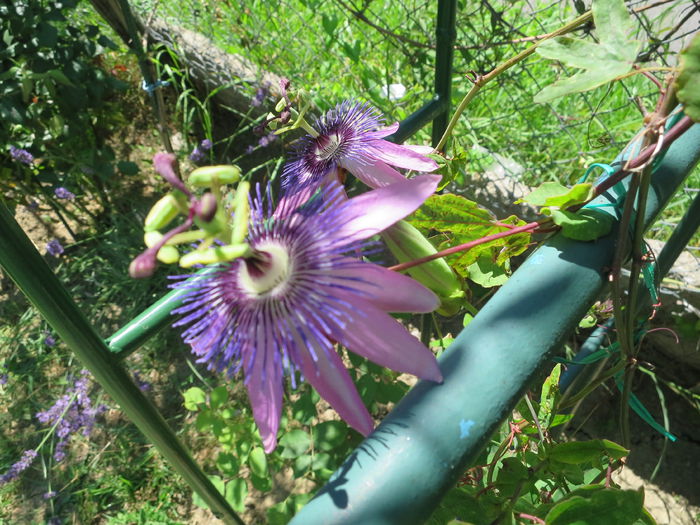 IMG_2733 - Passiflora Purple Haze 2015