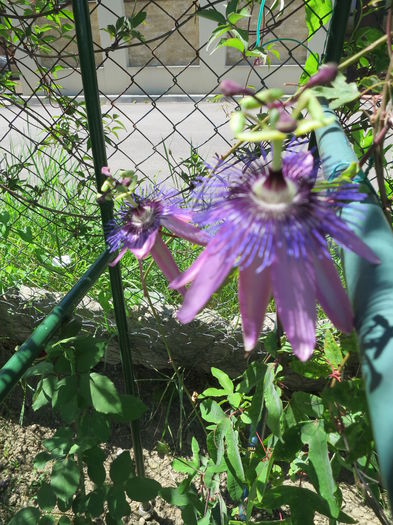 IMG_2735 - Passiflora Purple Haze 2015