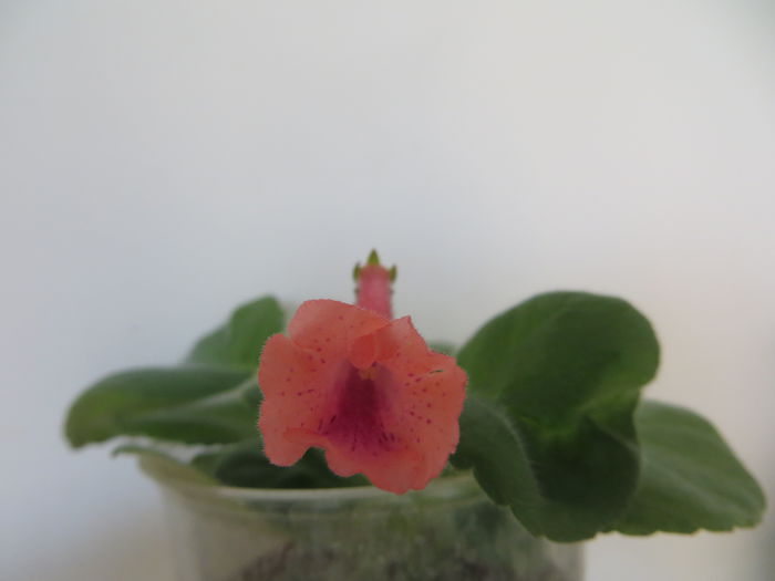  - mini sinningii 2015