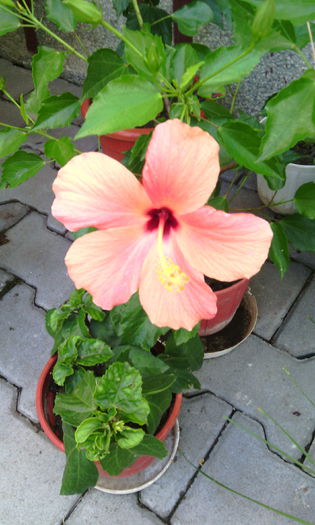 IMG_20150918_163726[1] - hibii mei