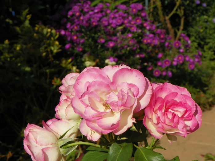 Bordure Rose
