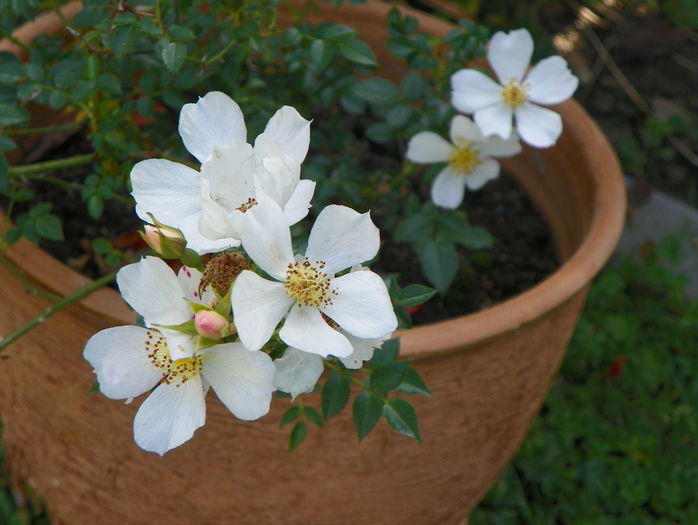 Sonnenroschen - Trandafiri 2015 - 3