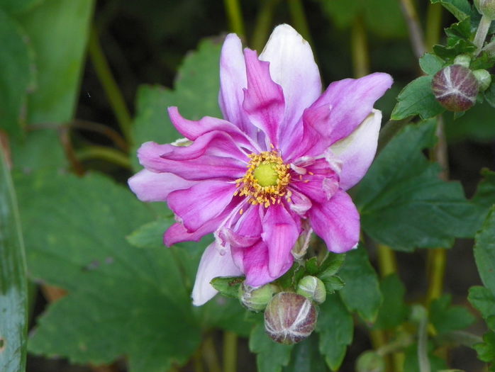 anemone Prinz Heinrich