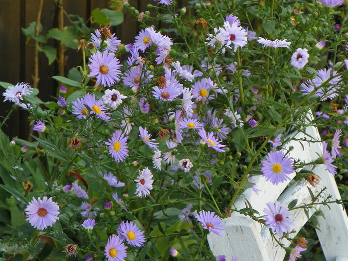 18 sept 039