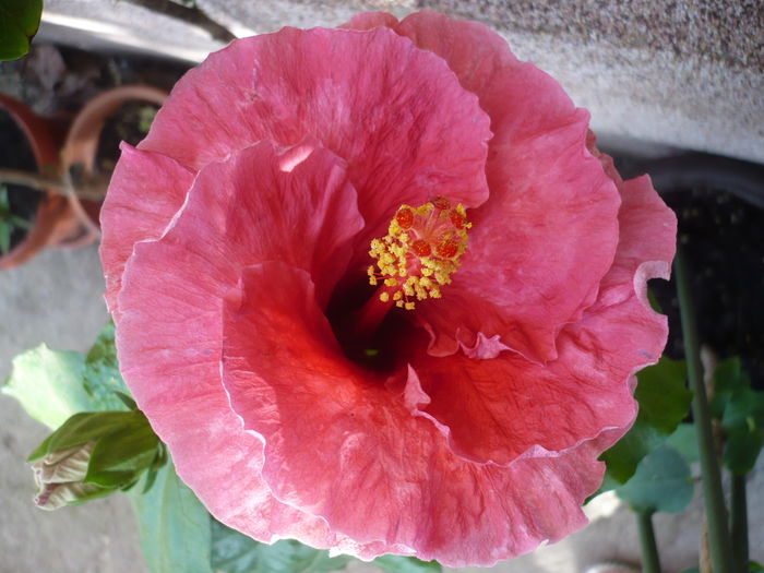 Tahitian Misty Red
