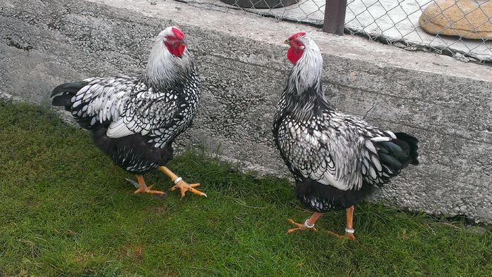 2015 - WIANDOTTE ARGINTIU