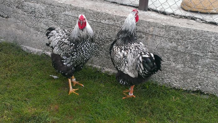 2015 - WIANDOTTE ARGINTIU