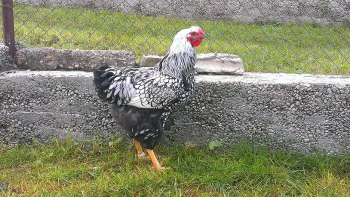 2015 - WIANDOTTE ARGINTIU