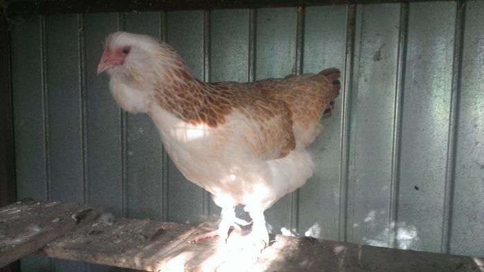 2015 - FAVEROLLES SOMON