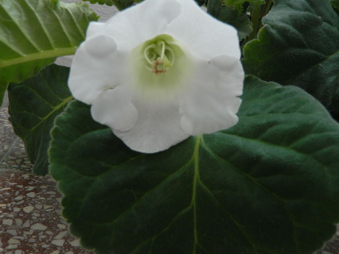 Mont blanc - Gloxinii