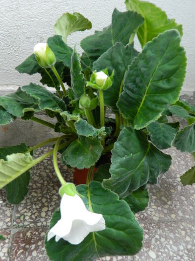 Gloxinia 3 - Gloxinii